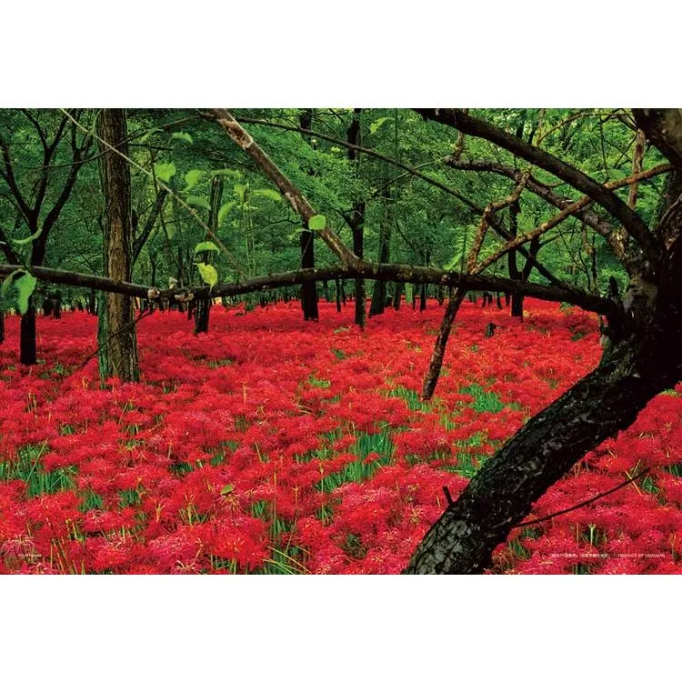 Skládačka Kinchakuda Red Spider Lily Park Saitama 300 kusů YAM-03-944