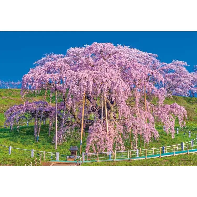 Skládačka Kvetoucí Miharu Taki Zakura Fukushima 300 kusů YAM-03-949 YANOMAN